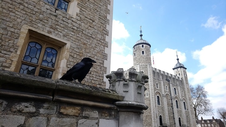 Cuervos en la Torre de Londres