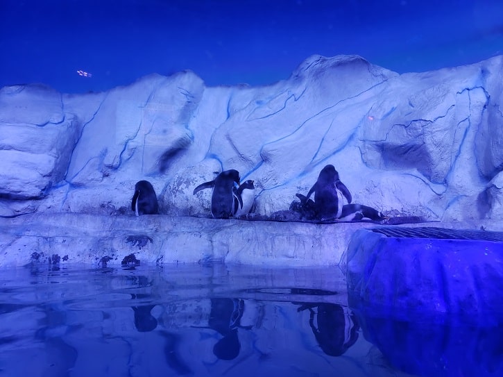 Pingüinos en el acuario Inbursa