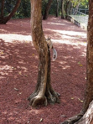 ardillas en el bosque de chapultepec