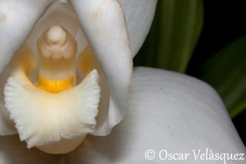 Monja blanca flor nacional de Guatemala