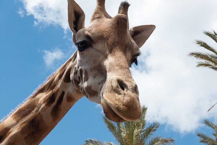 Alimentar jirafas en el zoológico la Aurora Guatemala