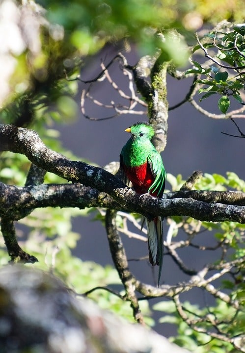 Quetzal en Guatemala