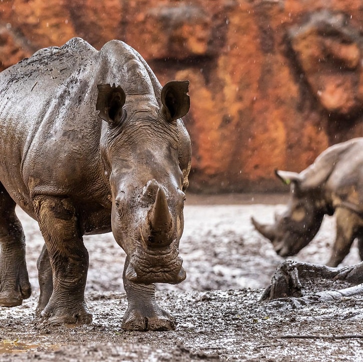 Rinocerontes en el zoológico la Aurora Guatemala