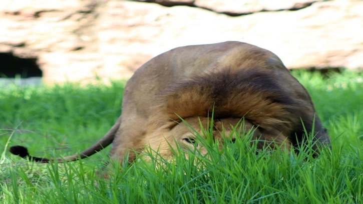 León en el zoológico la Aurora Guatemala