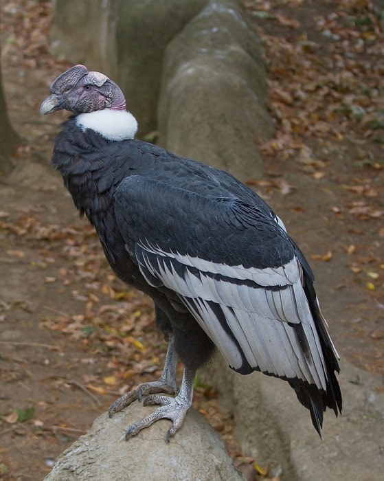 Animales en peligro de extinción del Perú: Condor andino