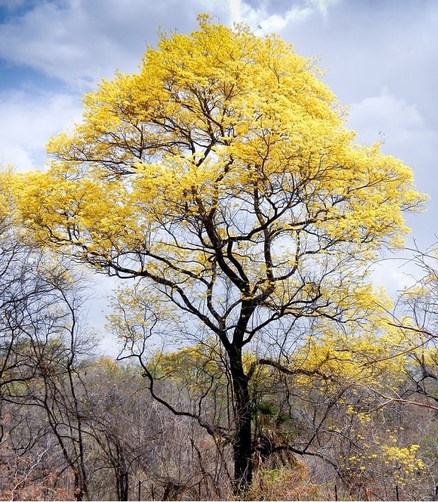 árbol nacional de Venezuela
