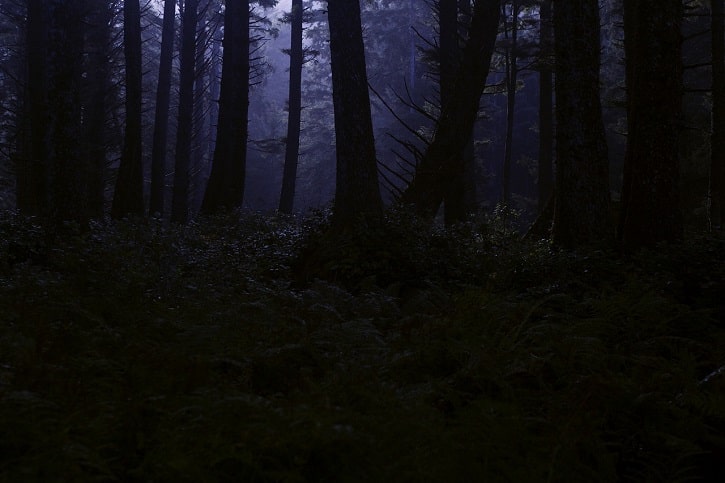 Bosque de noche
