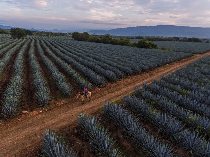 Actividades para hacer en el Pueblo Mágico de Tequila