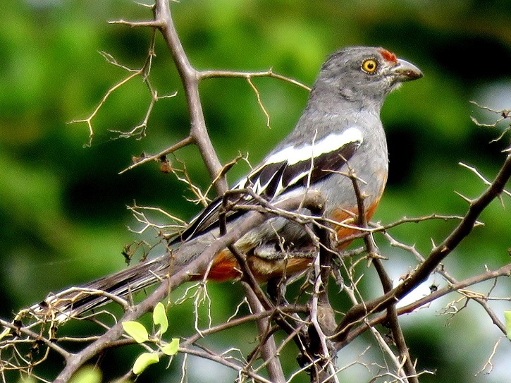 Pájaro cortarramas peruano