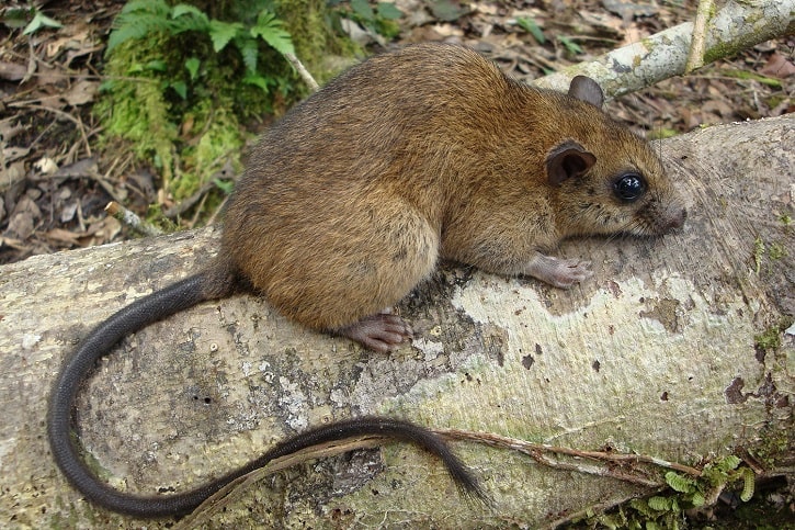 Animales en peligro de extinción del Perú: Rata trepadora de vientre ocre