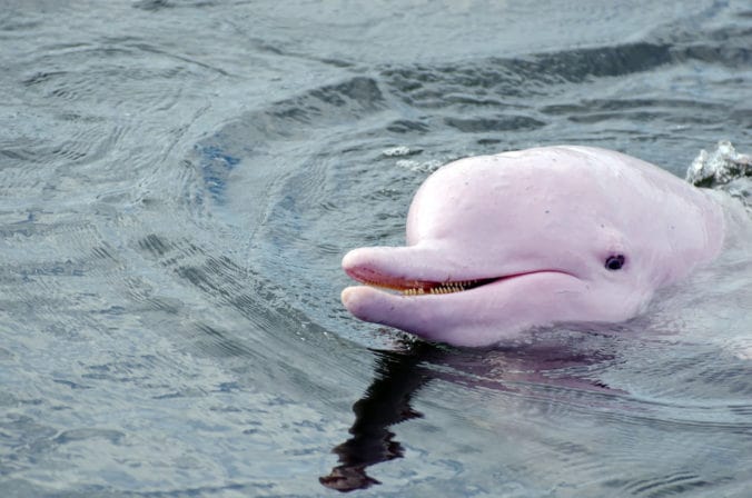 Delfin rosado