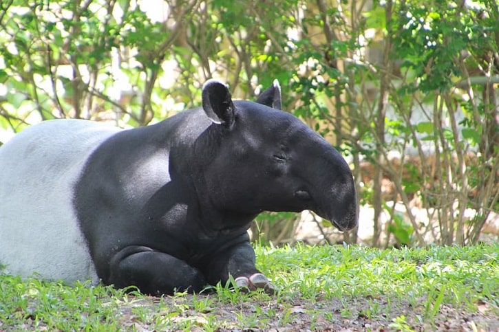 Animales en peligro de extinción de los bosques del Perú: Tapir de montaña