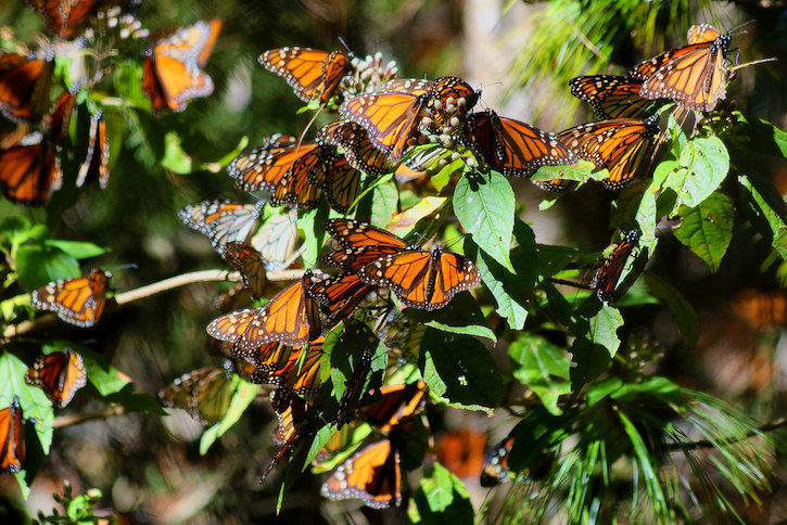 Patrimonios culturales de Mexico: Reserva de biosfera de la mariposa monarca